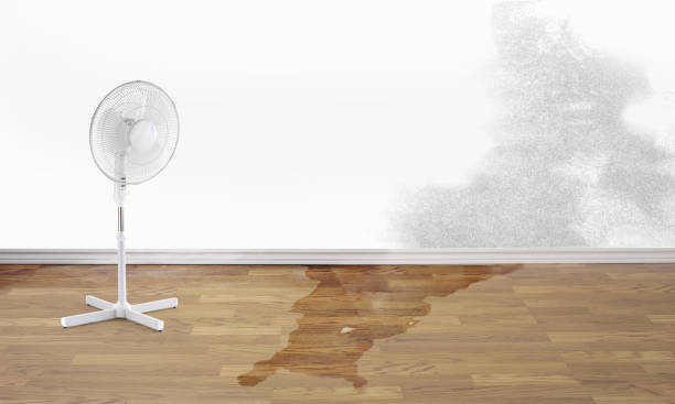 Best Flood restoration services  in La Cienega, NM
